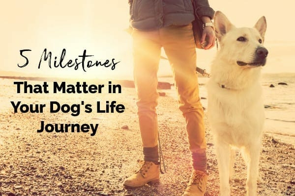 dog and owner on beach at sunrise with title 5 milestone that matter in your dog's journey. photo.