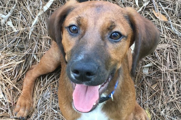close-up of smiley puppy, a red bone hound mix. photo. 