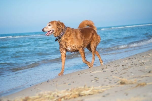 older dog with grey face trotting on beach. photo.