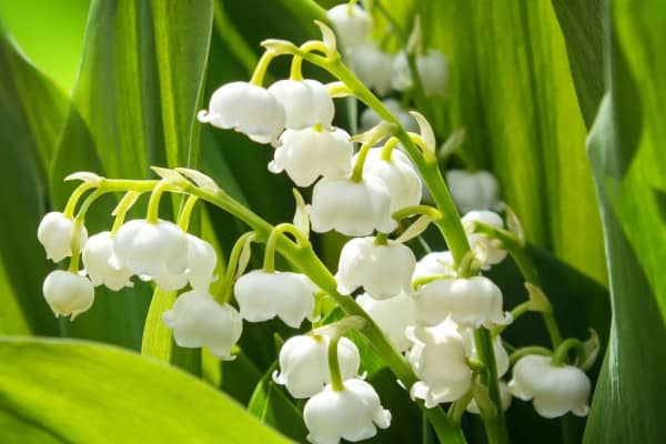 lily of the valley plant toxic to dogs, photo