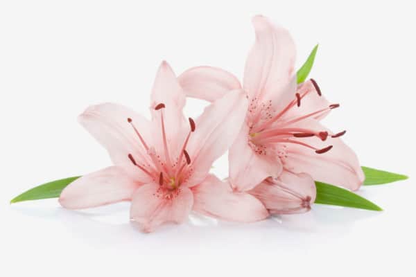 ligh pink lily plant toxic , which is toxic to cats, photo