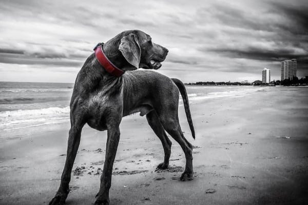 Dog with a limp tail looking away on the  beach 