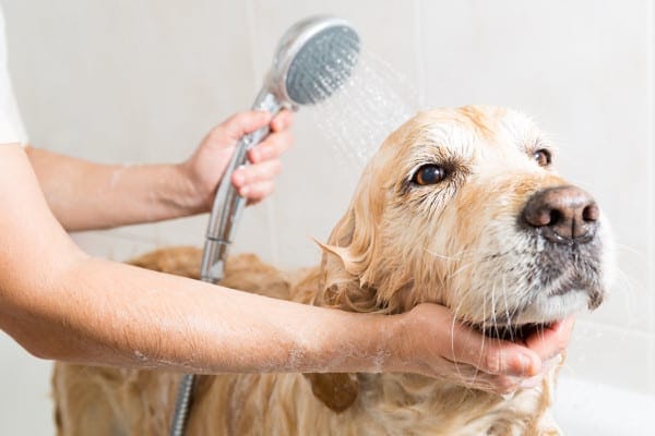 Golden Retriever, a breed more prone to limber tail, getting a bath