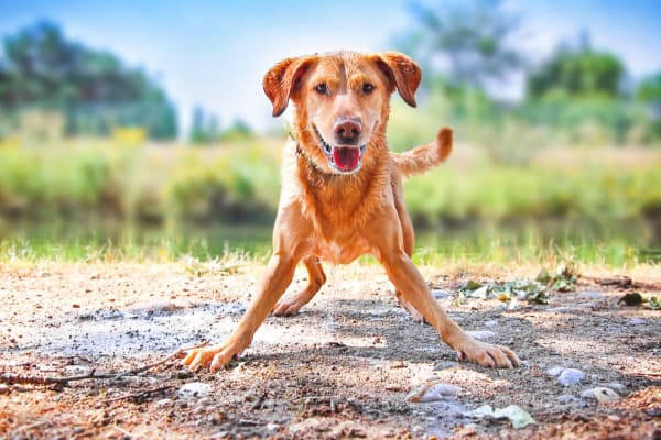 Playful dog after recovering from limber tail