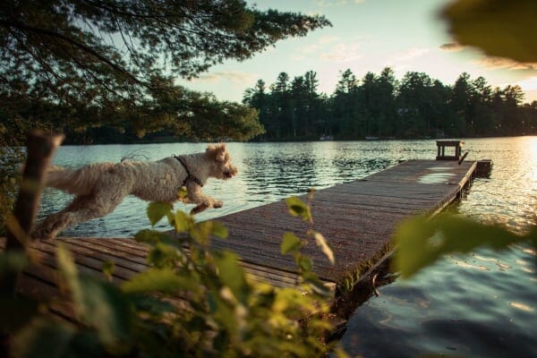 Dog recovered from limber tail syndrome, running jumping off dock into the water