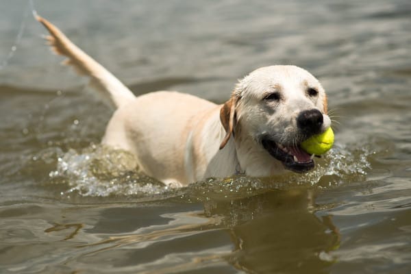 Yellow Labrador Retriever swimming in water, which is a place where dog's can overuse their tails resulting in limp tail in dogs  