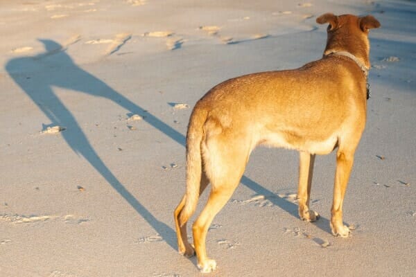 Dog with tail down standing on the beach. a limp tail is a sign of limber tail syndrome
