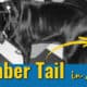 limber tail sad dog, photo