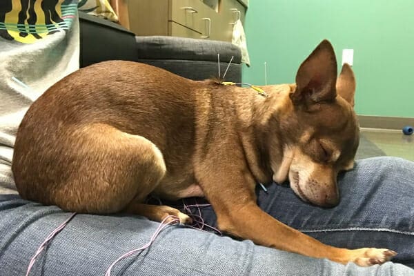 Chihuahua sleeping in owner's lap while receiving acupuncture, which may be a possible option for helping a limping dog