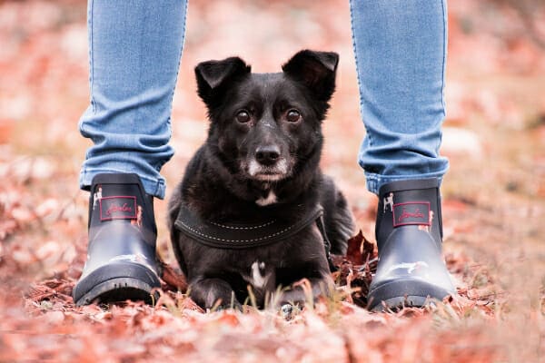 Black terrier mix lying down in between his owner's feet