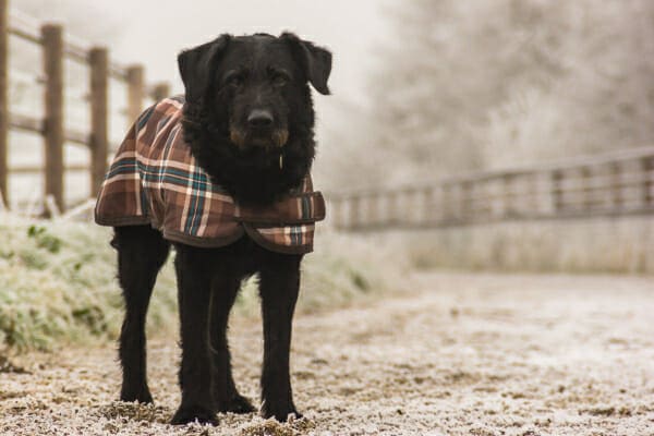 Black terrier mix wearing a plaid coat and standing on a trail outside