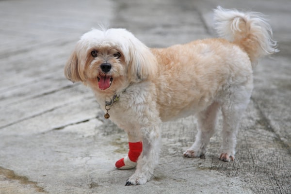 Poodle mix with a bandage on her front paw.