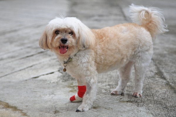 Lhasa apso best sale limping back leg