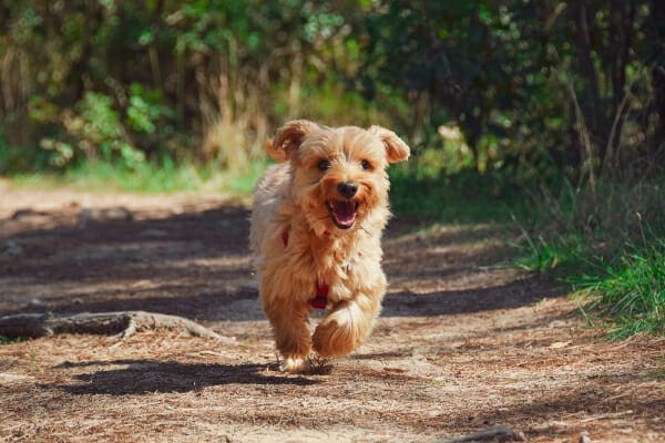 Poodle mix running on a forest trail, photo