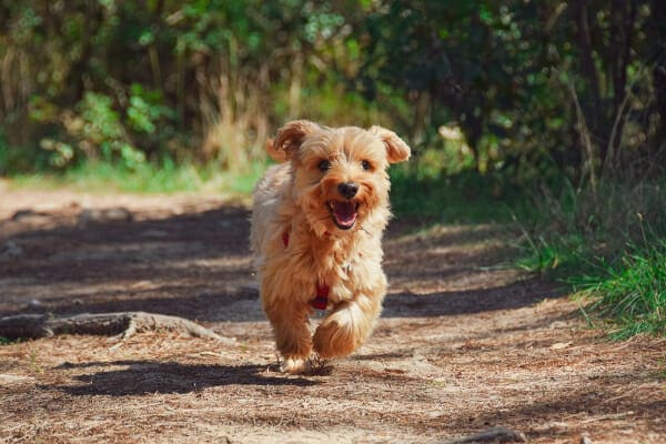 Poodle mix running on a forest trail, which is one place where a dog may limp from getting something stuck in the paw