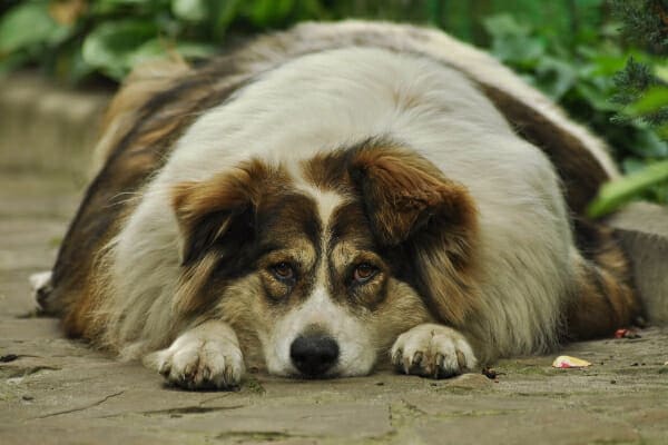 Overweight collie mix lying outside on the path, photo