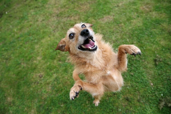 Chihuahua mix jumping up on his back legs, photo