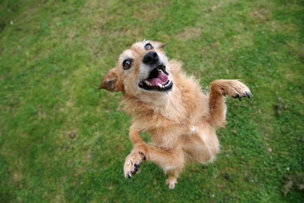 Chihuahua mix jumping up on his back legs