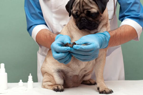 Pug having his toes examined by a veterinarian as one of the steps in understanding why a dog may be limping, photo