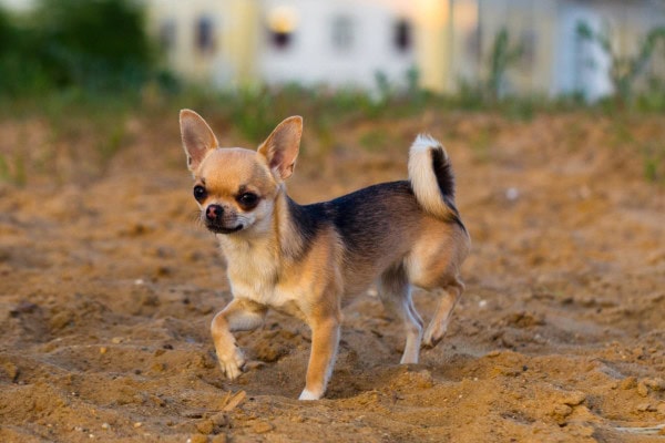 Chihuahua walking on a sandy beach with his hind leg up as if the dog is limping on a back leg