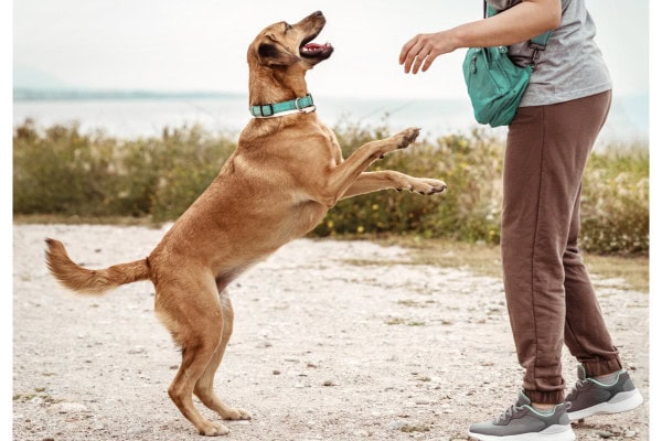 Dog jumping up on her back legs to greet the dog parent