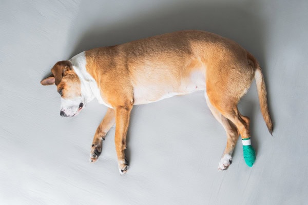 Dog laying on side with back paw bandaged