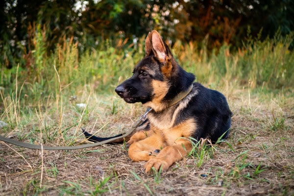 German Shepherd puppy sitting in a grassy field