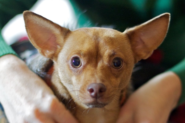 Chihuahua sitting in owners lap, photo
