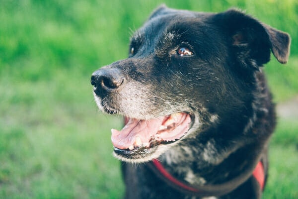 Face of a Labrador Retriever, a breed more prone to lipomas in dogs, looking up