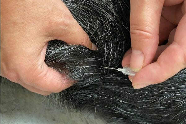 Veterinarian using a fine needle to aspirate a lipoma in dog