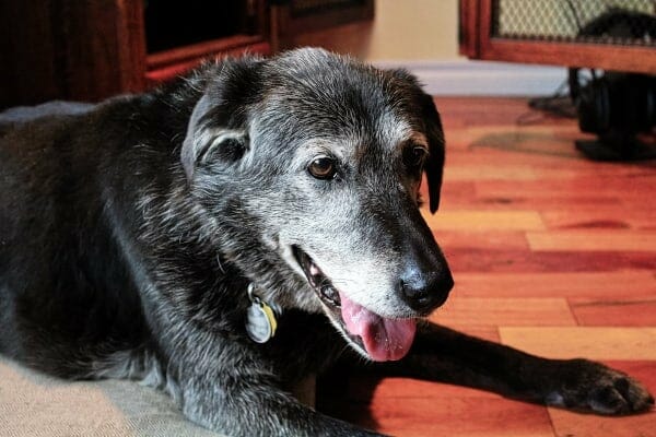 Gray-faced, elderly black Labrador Retriever lying down