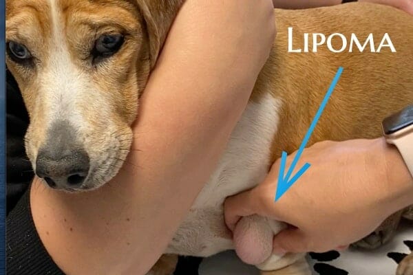 A dog lipoma picture showing a dog with a very large lipoma on the chest