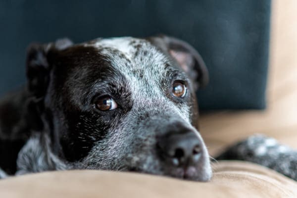 Close-up of a Pix Bull mix dog looking concerned about a lipoma