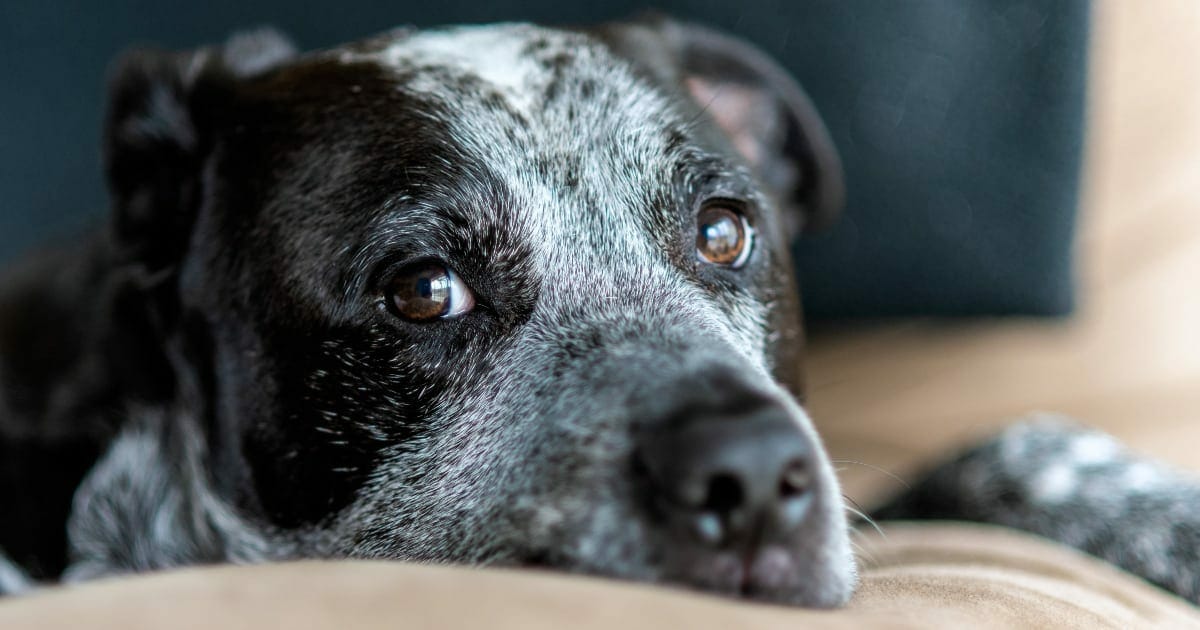Mast Cell Tumor Vs Lipoma: The Truth About Lumps on Your Dog