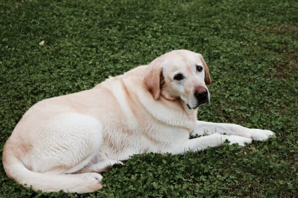 Yellow Labrador Retriever, a breed more prone to lipomas in dogs, lying in the green grass