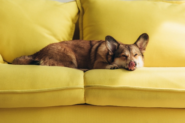 Corgi licking his lips on the couch