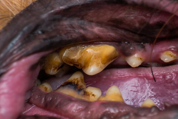 Dog's teeth with severe dental disease, which may cause a dog to lick lips