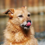 Dog Keeps Licking Lips: 10 Causes