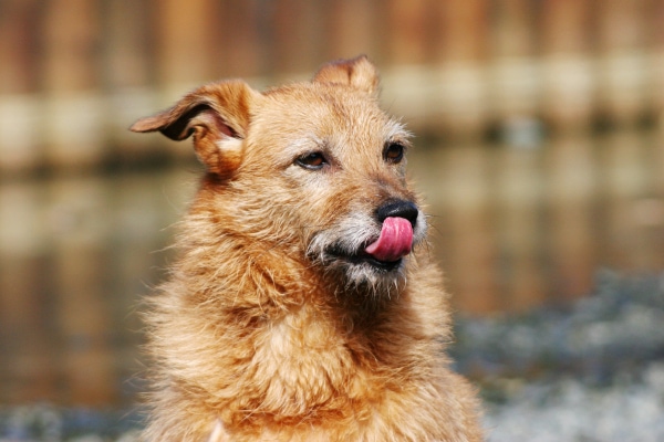 Terrier dog licking his lips