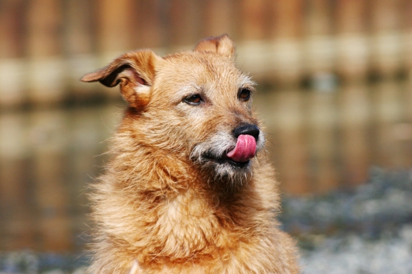 Dog store licking hair