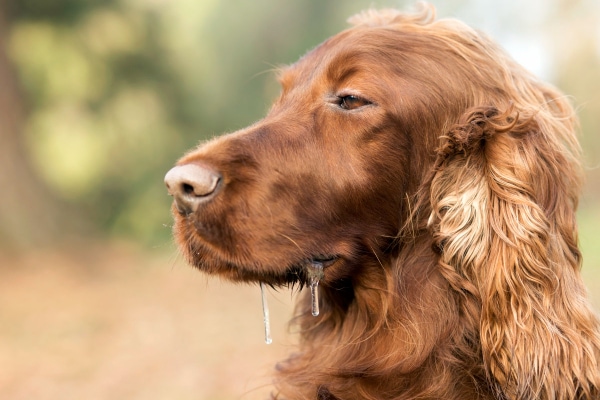 Why Does Your Dog Lick His Lips? Hungry? Thirsty? Stressed?