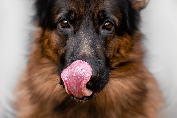 German Shepherd licking his lips and nose