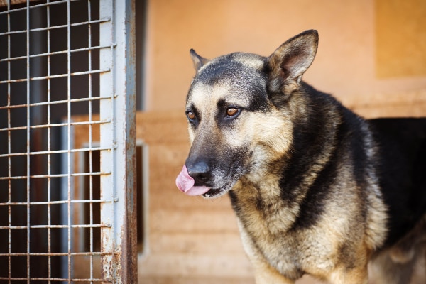 Dog licking their lips