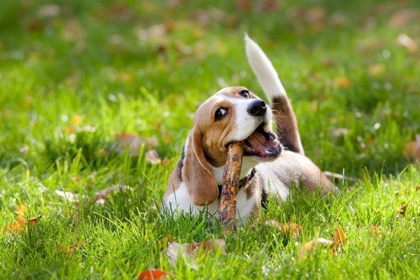 Beagle chewing on a stick