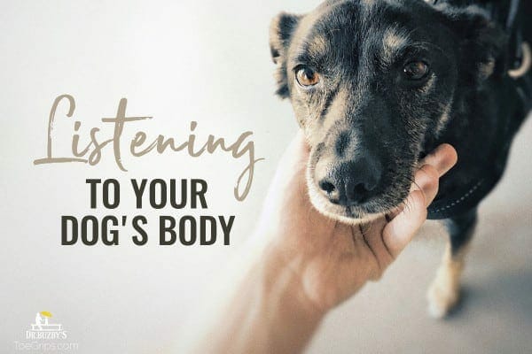 photo dog's face cradled in dog owner's hand and title listening to your dog's body