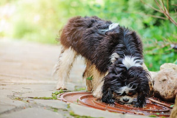 Cavalier King Charles Spaniel dog outside drinking from standing water. Contaminated water is one way dogs can get infectious agents, which can hurt a dog's liver