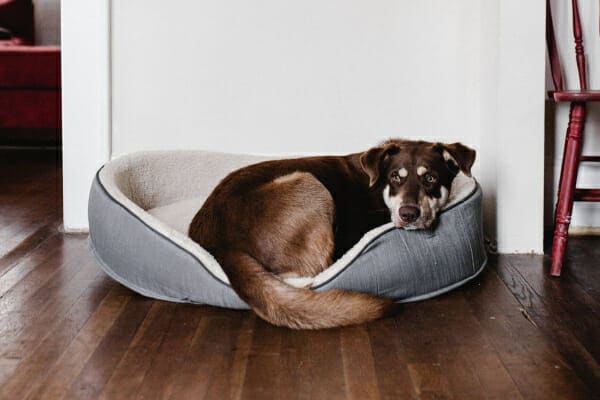Shepherd mix laying down in his dog bed, photo
