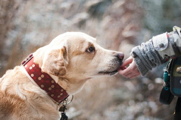 Yellow Labrador mix taking a treat from his owner's hand, photo