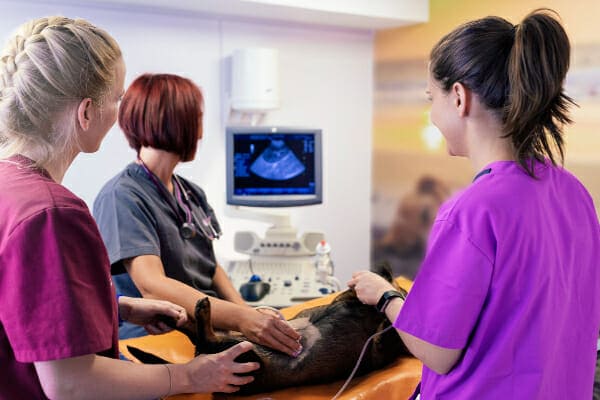 3 women performing an abdominal ultrasound on a dog to evaluate the dog's liver