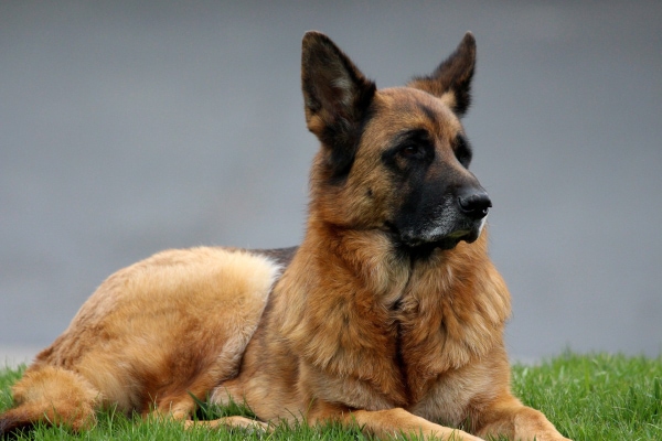 Senior German Shepherd laying on the grass